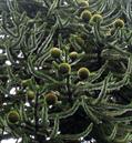monkey puzzle tree